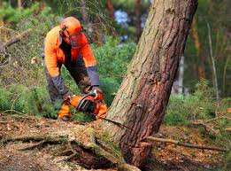 How Our Tree Care Process Works  in  Tishomingo, OK